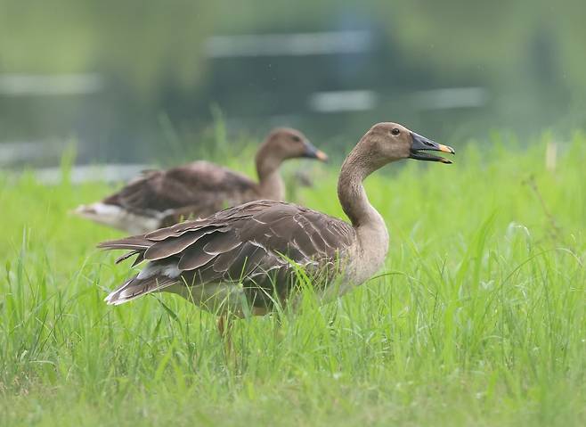 폭염 속 강릉서 여름 나는 겨울철새 큰기러기  [촬영 유형재]