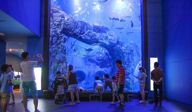 광복절 연휴 다누리아쿠아리움 찿은 관광객들