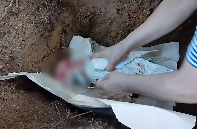 경기도 안양시 삼성천의 오리 가족 중 이순이가 숨진 채 발견됐다. (사진=유튜브 채널 ‘오리 엄마’ 캡처)