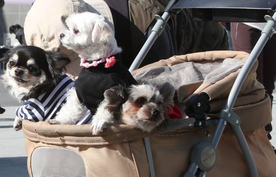 반려동물을 키우는 인구가 1500만 명에 이르는 가운데, 반려동물과 입장할 수 있는 대형마트와 백화점 등이 늘고 있다. 중앙포토
