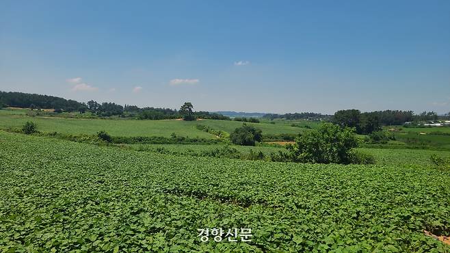 전북 김제시 공덕면 옛 김제공항 부지가 고구마밭으로 바뀌어 있다. 정부가 공항을 짓기 위해 2002년 480억원에 산 이 땅은 ‘경제성이 없다’는 이유로 2005년 공사가 중단된 이후 2008년 사업은 공식 폐기됐고, 2023년 공항 용도도 최종 폐지됐다. 현재 이 땅은 농민들이 임대해 고구마와 배추 등을 기르고 있다. 김창효 선임기자