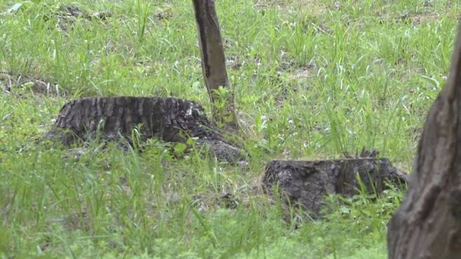 일본 야마나시현 후지카와구치코초에서 호텔을 운영 중인 곽아천(53)씨가 2021년 12월부터 약 한 달 동안 무단으로 벤 나무들. UTY TV 야마나시 보도화면 캡처