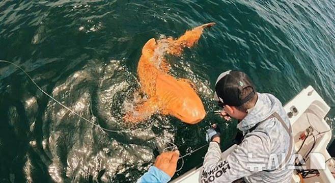 [뉴시스]과학자들은 이미지를 통해 동물의 피부와 비늘에 과도한 노란색을 유발하는 희귀한 색소 침착으로 분석했다.   (사진=데일리메일) 2025.8.18