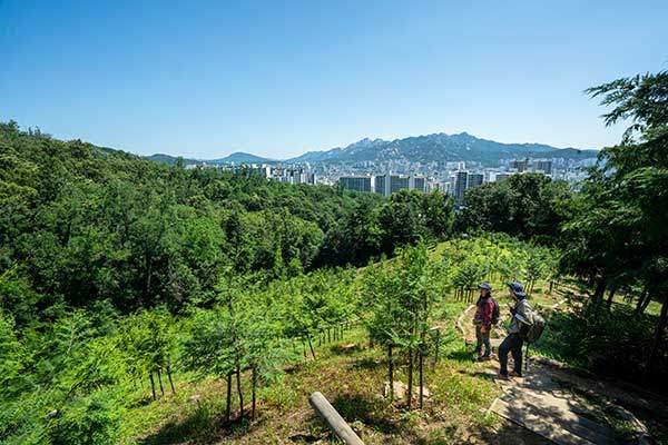2022년 이후 식재된 500주 남짓의 편백나무들. 러브버그 대발생과 식재 연도가 비슷해 주범 의혹을 받았지만 현장 관리인은 심은 면적이 너무 소규모라 말도 안 되는 억측이라고 단언했다.