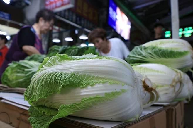서울 동대문구 경동시장을 찾은 시민이 배추를 고르고 있다. 뉴스1