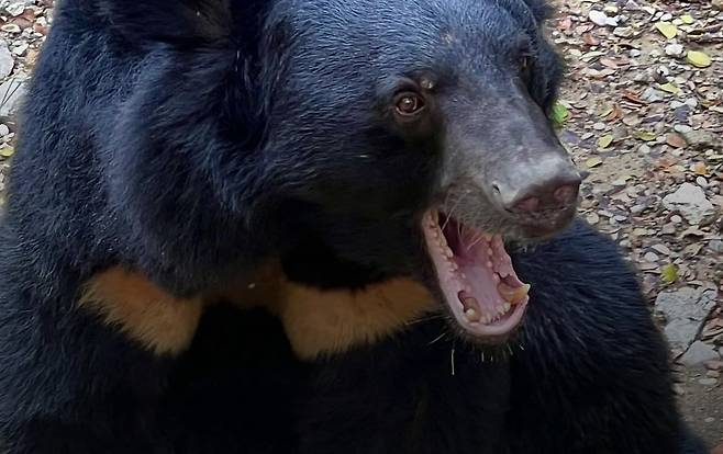 반달가슴곰의 대만 특산종인 대만흑곰./Shoushan Zoo