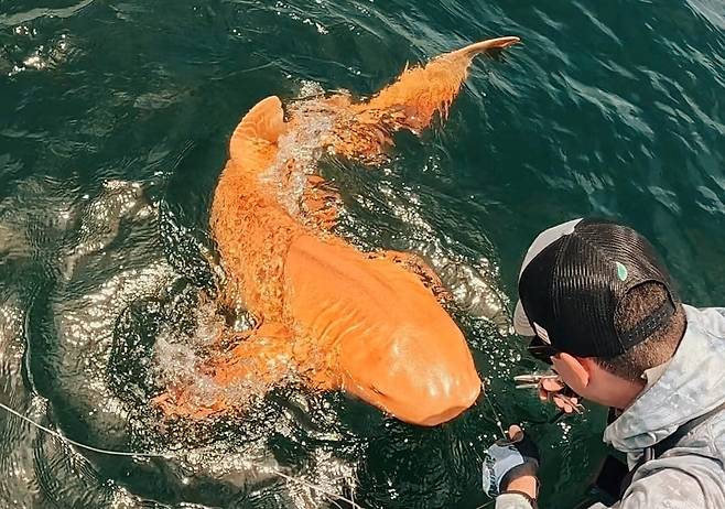 작년 8월 코스타리카 토르투게로 국립공원 인근 바다에서 목격된 ‘대서양수염상어’(Nurse Shark) 희귀 개체. /Parismina Domus Dei 페이스북