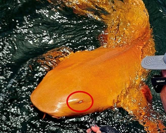 2024년 8월 코스타리카 인근 해안에서 낚싯바늘에 걸린 오렌지색 상어. 백색증과 황색변색증을 모두 가진 것으로 추정된다. 사진=페이스북(Parismina Domus Dei) 캡처