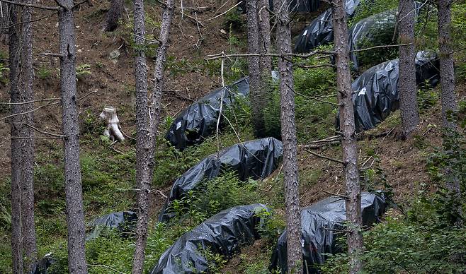 숲속 검은 비닐 더미들은 소나무재선충병을 방제하기 위해 나무를 훈증 처리한 흔적이다.