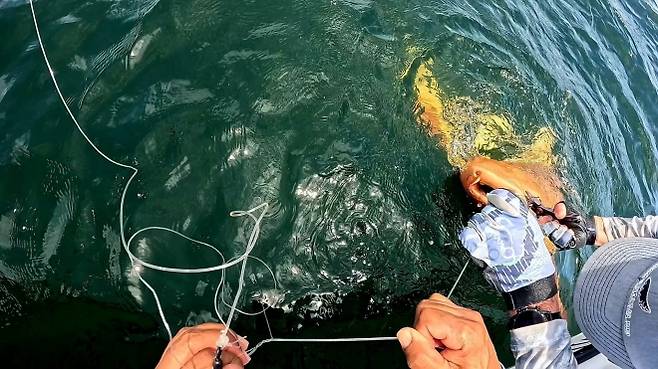 지난해 8월 코스타리카 토르투게로 국립공원 인근 해역에서 발견된 주황빛을 띠는 ‘대서양수염상어’(Nurse Shark). 코스타리카 낚시 투어 전문업체 ‘Parismina Domus Dei’ 페이스북 캡처