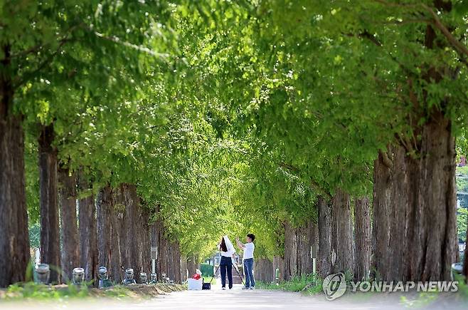 메타세쿼이아 그늘에서 (강릉=연합뉴스) 유형재 기자 = 20일 폭염특보가 내려진 20일 강원 강릉시 경포저류지 녹음 짙은 메타세쿼이아길에서 연인이 추억을 만들고 있다. 2025.8.20 yoo21@yna.co.kr