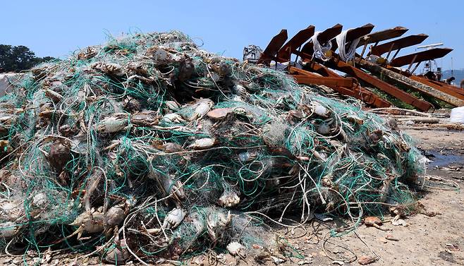 ▲ 바닥에 쌓인 폐그물 속에서 수많은 꽃게 사체들이 뒤엉켜 있다. 부패한 꽃게에서 악취가 진동한다. /이재민 기자 leejm@incheonilbo.com