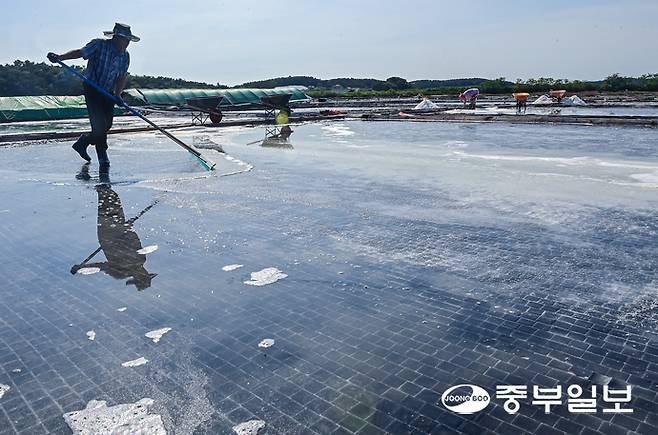 처서를 이틀 앞둔 21일 오후 안산시 단원구 동부염전에서 염부들이 연이은 폭염으로 생산량이 늘어난 천일염을 수확하며 구슬땀을 흘리고 있다. 임채운기자