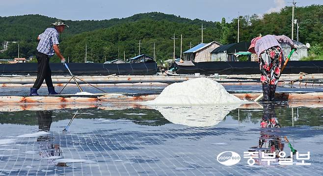 처서를 이틀 앞둔 21일 오후 안산시 단원구 동부염전에서 염부들이 연이은 폭염으로 생산량이 늘어난 천일염을 수확하며 구슬땀을 흘리고 있다. 임채운기자