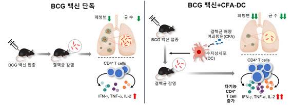 BCG 백신 단독 마우스 그룹보다 수지상세포 병용 그룹에서 결핵 백신 효과가 뛰어났다.