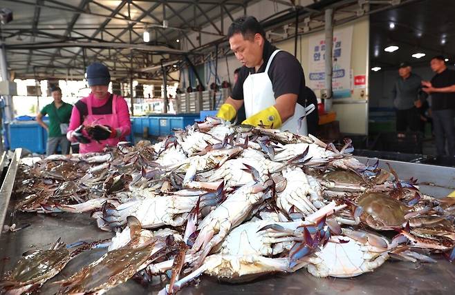 꽃게 금어기가 해제된 21일 충남 태안 백사장항 위판장에 첫 가을꽃게가 들어왔다. 태안군 제공