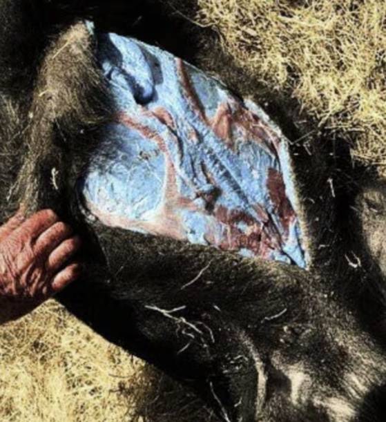 미국 캘리포니아에서 발견된 형광 파란색 멧돼지. SNS 캡처