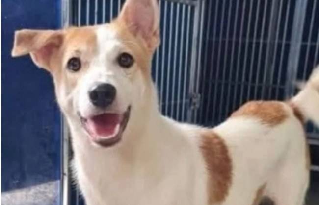 말레이시아에서 유기견 한 마리가 산 채로 가죽이 벗겨진 채 발견됐다.