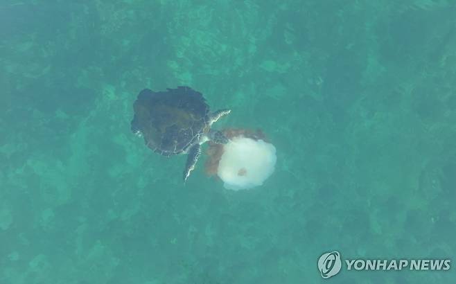 제주바다에서 해파리 사냥 후 먹는 푸른바다거북 [다큐제주, 제주대학교 고래·해양생물보전연구센터 제공. 재판매 및 DB 금지]