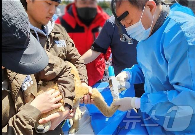 정인성 로얄동물메디컬센터 대표 원장이 산불 현장에서 의료 봉사를 하는 모습(유한양행 제공) ⓒ 뉴스1