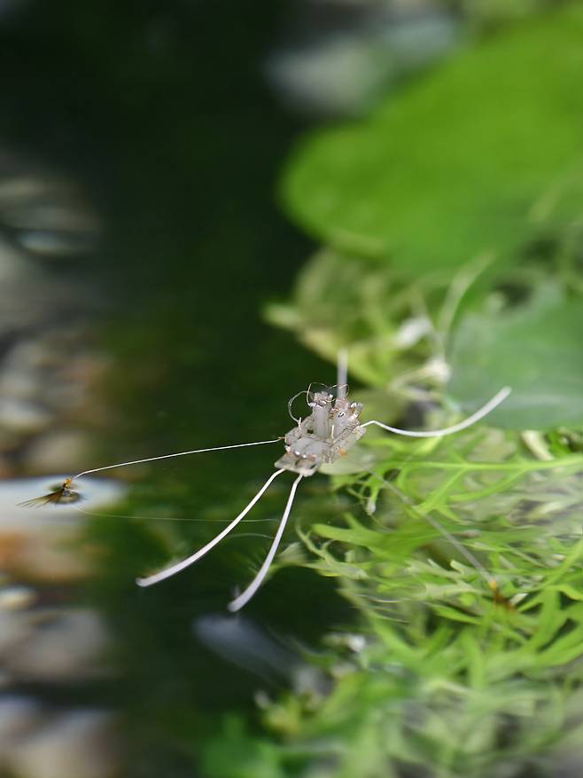 국내 연구진이 물 위에서 자유자재로 움직이는 소금쟁이의 다리 구조와 운동 원리를 규명하고, 이를 그대로 모방한 초소형(마이크로) 로봇 '라고봇'을 개발했다./고제성 아주대 교수