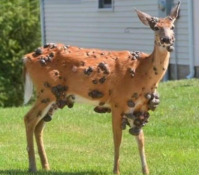 최근 미국에서 온몸이 종양으로 뒤덮은 사슴이 목격되고 있다. [엑스(X·옛트위터)]