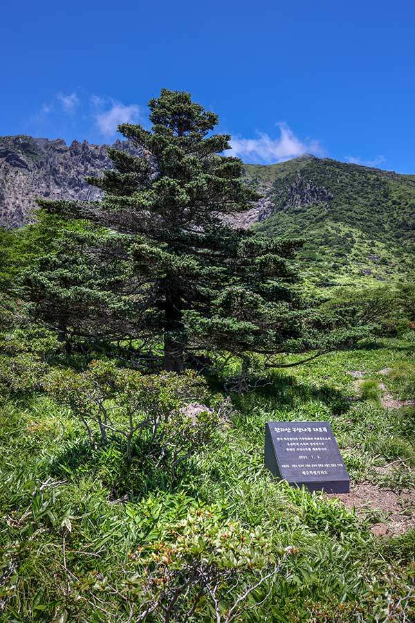 한라산 구상나무 대표목. 72살이며, 구상나무가 평균 100년을 사는 걸 감안하면 원숙미가 있는 잘 생긴 수형의 구상나무다.