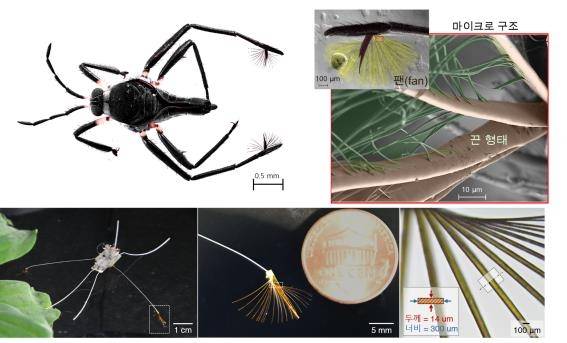 라고벨리아와 생체모사 로봇 '라고봇' 사진과 다리 부채꼴 구조 위) 라고벨리아 사진과 다리 끝 부채꼴 구조의 전자현미경 사진. 납작한 끈 모양의 미세구조가 라고벨리아가 거센 물속에서도 민첩하게 움직일 수 있는 추진력을 생성한다. 아래) 라고벨리아를 모사한 로봇과 다리 끝의 리본 모양의 인공 부채꼴 구조 사진. [아주대 고제성 교수 제공. 재판매 및 Db 금지]