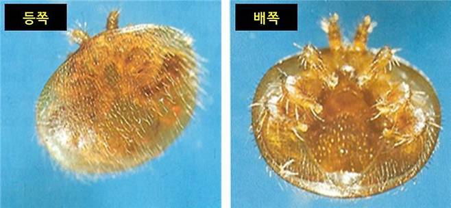 꿀벌 응애 모습. 농진청 제공