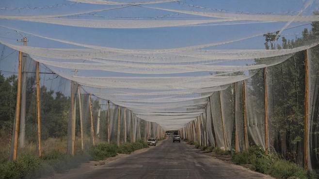 이달 초 도네츠크 코스티안티니우카 인근 도로에서 포착된 드론 차단 그물망