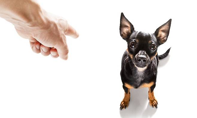 주인 자전거에 매달린 채 달리던 개가 숨져 경찰이 수사에 나섰다. 게티이미지코리아 제공