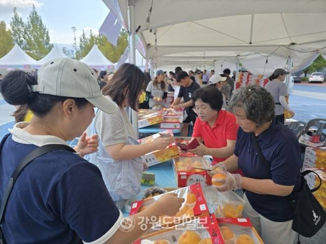 ▲ 제24회 치악산복숭아 축제가 23, 24일 이틀간 원주 젊음의 광장에서 열린 가운데 시민들이 복숭아를 맛보며 구매하고 있다.