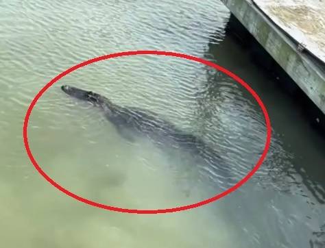 지난 18일(현지시간) 미국 사우스캐롤라이나주 힐튼 헤드 섬 인근 부두에서 악어가 헤엄치는 모습. [인터넷 캡처]