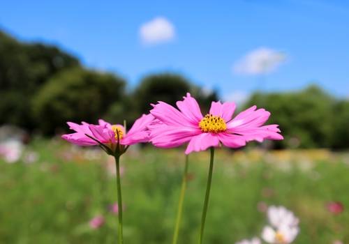 가을꽃 코스모스 [연합뉴스 제공]