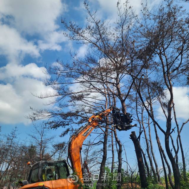 25일 오전 안동시 임동면 수곡마을 인근 야산에서 트리펠러가 달린 굴삭기가 산불 피해목을 잘라 옮기는 모습. 전종훈 기자