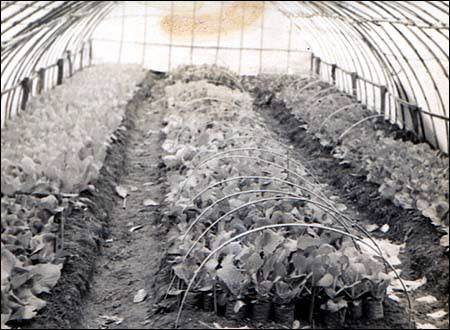 1960대 비닐하우스 내부 모습. 사진=김해시