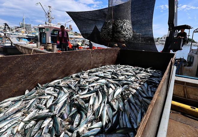 지난달 2일 강원 강릉시 주문진항에서 외국인 선원들이 배에 가득 잡아 온 고등어를 옮기고 있다. 연합뉴스