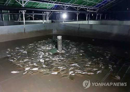 고수온에 폐사한 양식장 광어 [연합뉴스 자료사진]
