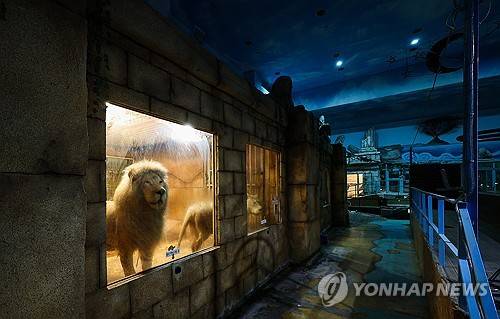 영업을 중단한 대구 A 동물원 지하 사육장에 갇혀 있던 백사자 부부 [연합뉴스]