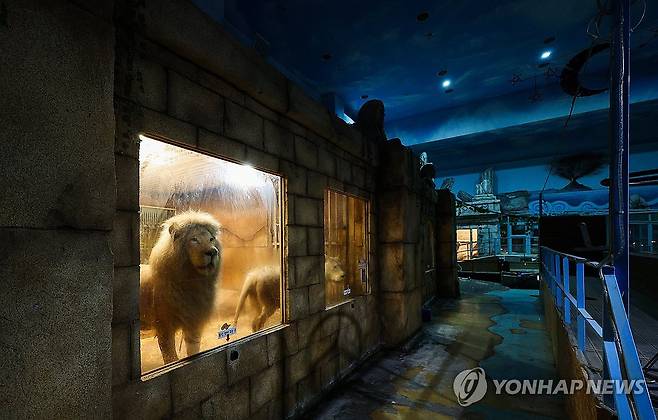 '바깥세상이 궁금해'…폐업한 동물원에 남겨진 백사자 (대구=연합뉴스) 윤관식 기자 = 17일 대구 수성구 한 실내 동물원 사육장 안에서 백사자 한 쌍이 유리창 밖을 바라보고 있다.
    이 동물원은 지난해 5월 영업을 중단했다. 이곳의 백사자 한 쌍은 이날 대구 달성군 스파밸리 네이처파크 동물원으로 보금자리를 옮긴다. 2024.6.17 psik@yna.co.kr