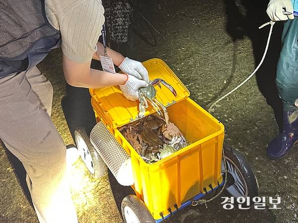지난 22일 오후 인천 옹진군 영흥면 내리 인근 갯벌에서 옹진군 관계자가 비어업인이 포획한 꽃게 중 어린 꽃게가 없는지 확인하고 있다. 2025.8.22 /조경욱기자imjay@kyeongin.com