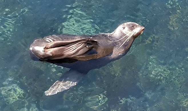 울릉도 저동항에서 자유롭게 잠을 자는 물개. /김두한 기자