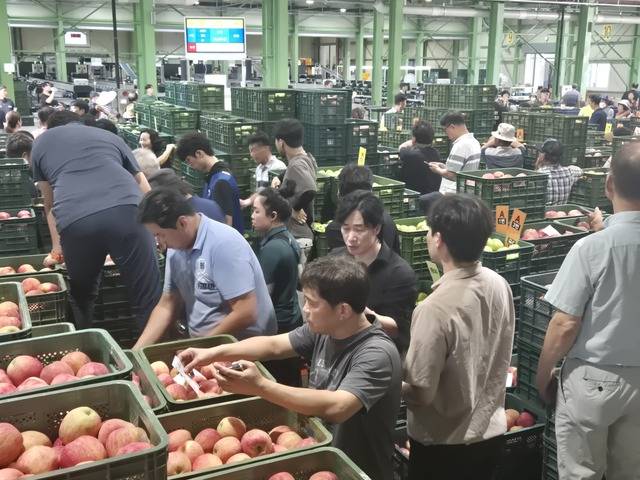 청송군 농산물공판장에서 올해 조생종 사과 첫 경매가 진행되고 있다. 임경성 기자