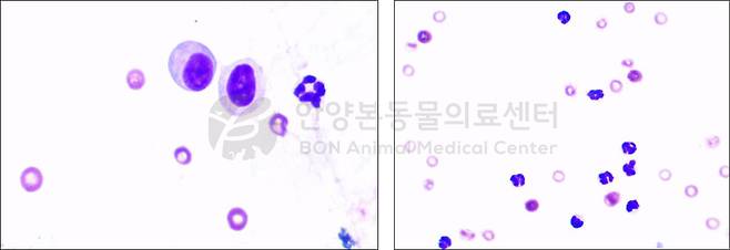 보니 현미경 검사(본동물의료센터 제공) ⓒ 뉴스1