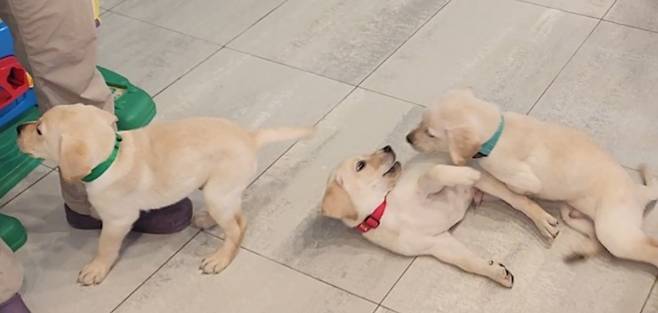 태어난 지 8주 된 리트리버 강아지들. 이들은 곧 자원봉사 가정에 위탁돼 1년간 돌봄을 받으며 기본적인 양육과 다양한 사회화 과정을 거치게 된다./사진제공=배규민 기자