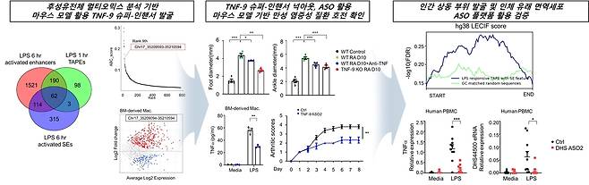 멀티오믹스 분석을 통한 TNF-9 슈퍼-인핸서 발굴 및 치료 타겟 검증 - (좌) 멀티오믹스 분석으로 확인된 염증 관련 슈퍼-인핸서들과 TNF-9 타겟 선정, (중) TNF-9 eRNA 억제를 통한 TNF-α 발현 조절 및 염증 완화 효과, (우) 인간 류마티스 환자 샘플에서의 상동 슈퍼-인핸서 활성화 확인.