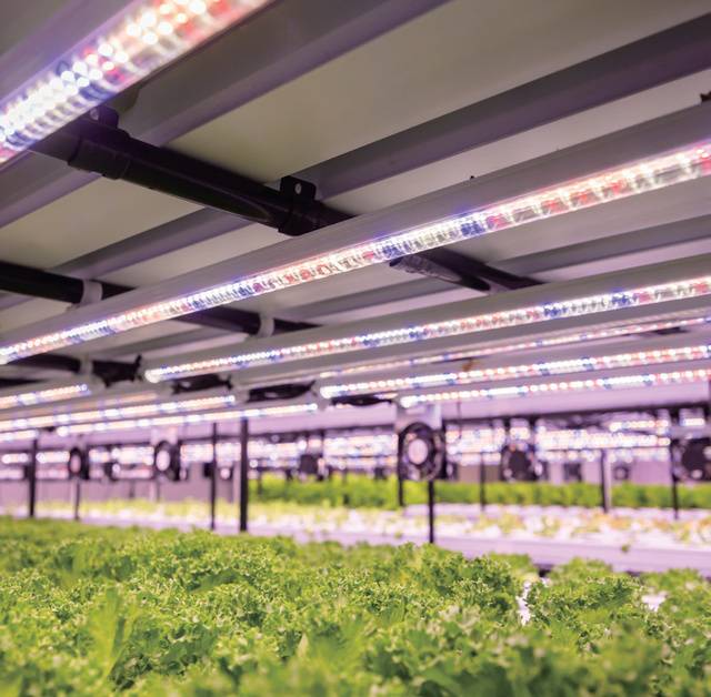 작물별로 최적의 LED 스펙트럼을 적용해 생산성을 높였다.