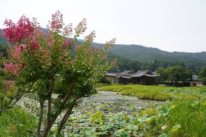 배롱나무 가지 사이로 보이는 풍경은 고요한 여름의 한가운데를 조용히 비춘다.