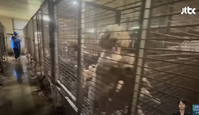 브루셀라병에 감염된 강아지 105마리가 구출된 인천 강화군의 한 동물 번식장. (사진=jtbc뉴스 갈무리)