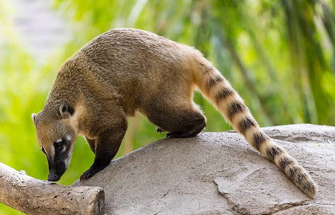 미국너구리무리 중 하나인 긴코너구리./San Diego Zoo